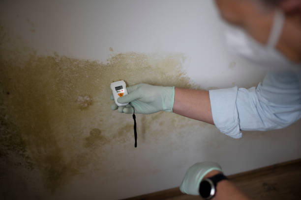 Trusted Berwick, LA Mold Remediation Experts