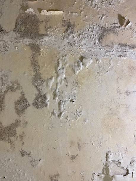 Best DIY Mold Remediation Support Services in Berwick, LA