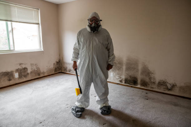 Best Insurance-Related Mold Remediation in Berwick, LA
